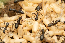 Evacuation Of Eggs And Larvae Of Black Carpenter Ant, Camponotus Compressus, Satara, Maharashtra, India