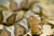 Closeup Shot Of A Timber Rattlesnake