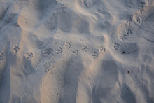 Seagull Footprints In White Sand