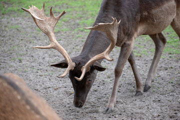 Poster - Closeup shot of a white-tailed deer