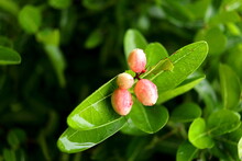 Young Fruit Of Bengal Currant In Light Pink Colorl On Branch And Blur Green Leaves Background In Rainy Day, Drops Of Water On Fruit And Leaves. Another Name Is Christ's Thorn, Karanda, Carandas Plum.