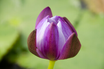 Wall Mural - Purple Lotus flower beautiful lotus blossom or water lily flower blooming on pond background