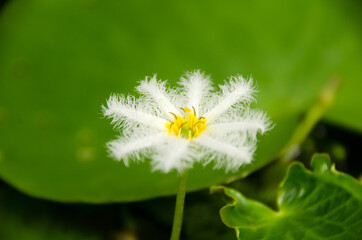 Wall Mural - White Water snowflake Nymphoides lotus flowers plant in water with leaves background. Nymphoides indica (L.). Thailand