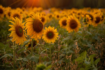 beautiful field with blooming sunflowers at sunset