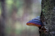 A Parasitic Fungus On The Trunk Of A Dead Tree