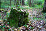 Fototapeta Na ścianę - Closeup of mossy stump with a mushroom above and dry pine needles in the autumn forest, forest substrate, fallen autumn foliage, dry autumn leaves
