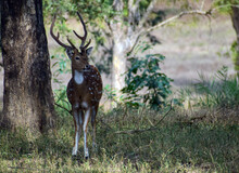 A Spotted Deer (Chital) Is A Beautiful Species Of Deer Found In Indian Forests. This Individual Was Standing In The Shade Of Huge Trees And Scanning The Area For Predator. Scientific Name Is Axis Axis