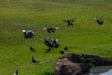 Aves patos