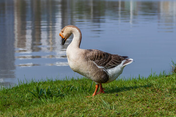 Aves patos