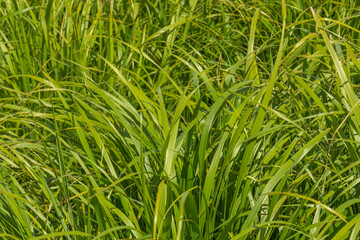 beautiful natural large green grass