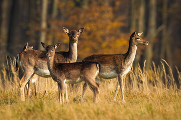 Wall Mural - Calm fallow deer, dama dama, herd standing on meadow in autumn. Group of animals looking on dry field in fall. Bunch of young female mammals observing on glade at sunset.