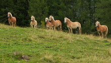 Haflinger Horses On A Pasture Near Bachlalm,Salzburg Province,Austria,Europe 

