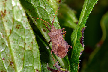 Poster - Lederwanze (Coreus marginatus) - dock bug
