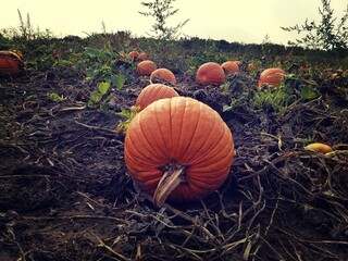 pumpkins in a pumpkin patch