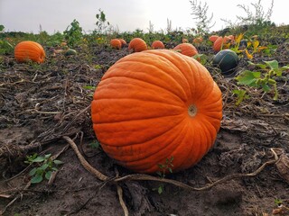 pumpkins in a pumpkin patch