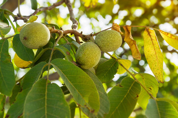 Wall Mural - Ripe fruits of a walnut on a branch with yellow leaves on a tree in the garden. Harvest in the garden.