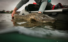 Fishing. Catch And Release Trophy Pike.	