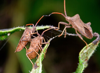 Poster - Dock bugs / Lederwanzen (Coreus marginatus)