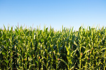 corn field in summer