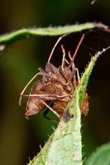 Poster - Lederwanzen / Dock bugs (Coreus marginatus) 