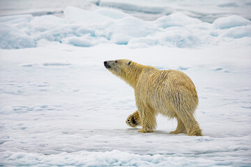 Wall Mural - Large Male polar bear walks with nose in the air to sense prey