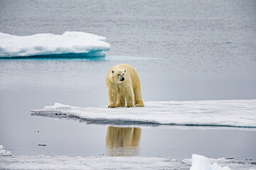 large polar bear stands on ice floe near the arctic circle