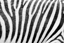 Zebra Skin