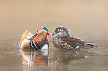 mandarin duck couple