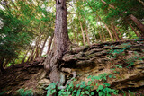 Fototapeta Młodzieżowe - A tree desperately holding on a rock in Sewickley, near Pittsburgh, Western Pennsylvania 