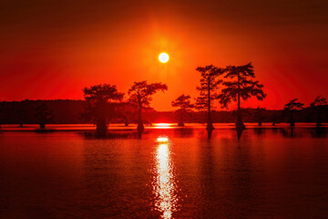 Wall Mural - Sunrise with cypress trees in the swamp of the Caddo Lake State Park, Texas