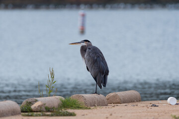 Canvas Print - Blue Heron sleeping while balanced on one leg in parking lot