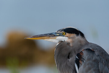 Canvas Print - Closeup profile of Great Blue Heron relaxing by a lake