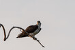 An Osprey perched on a bare branch looking around for prey