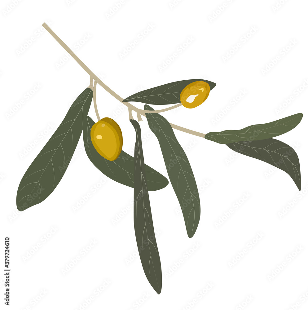 Vector stock illustration of an olive close-up. Olive tree branch with ...