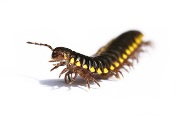 yellow spotted millipede harpaphe haydeniana black millipede