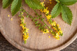 Fresh agrimony flowers on a table