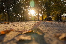Photo From Below Along The Alley On A Walking Path At Sunset In Wilanow Park Poland In Autumn