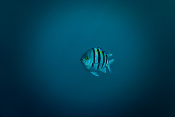 Trropical fish in the Blue