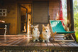 © Justyna - Two welsh corgi pembroke dogs in front of a woden holiday house, on a tarrace