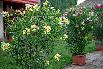 Nice oleander in the garden in summer