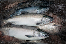 Silver Or Coho Salmon In Alaska Freshly Caught And Staying Fresh In Ice