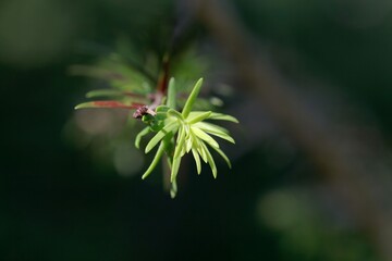 Wall Mural - Needles of a Chinese hemlock, Tsuga chinensis