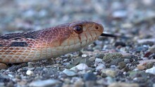A Garter Or Gopher Snake With Tongue Flicking In Extreme Close Up.