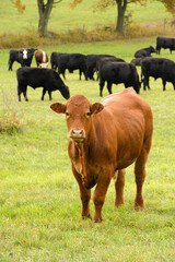 Wall Mural - Brown care with a herd of black cows in the background in a meadow.