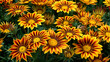 Yellow-red flowers.  Natural background. Rudbeckia