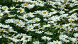Natural background. White flower. Daisies. 