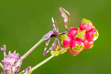 Close up of pair of Beautiful European mantis ( Mantis religiosa )