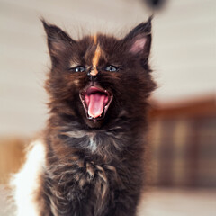 Wall Mural - Beautiful fluffy multi colored black maine coon baby kitten yawning opening his small mouth. Closeup soft