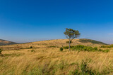 Fototapeta Sawanna - ケニアのマサイマラ国立保護区で見た、草原に生える木と雲一つない青空