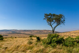 Fototapeta Sawanna - ケニアのマサイマラ国立保護区で見た、草原に生える木と雲一つない青空